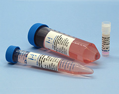 Cells in vial