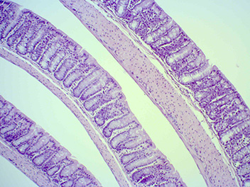 Normal colon (DSS not administered, no colitis), 100x