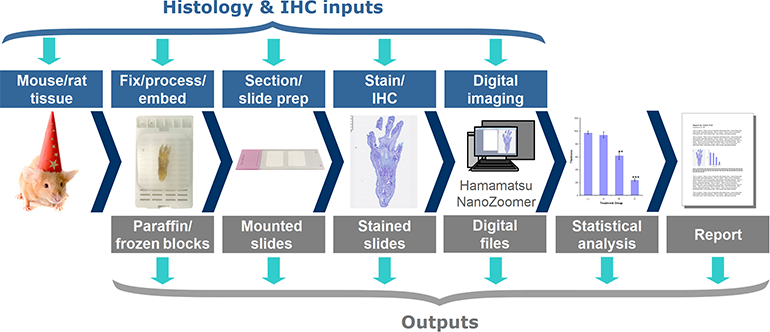 Ihc World LLC SMALL BRUSHES FOR HISTOLOGY